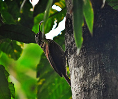 Campylorhamphus procurvoides multostriatus