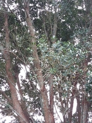 Metrosideros excelsa