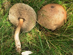 Porphyrellus sordidus