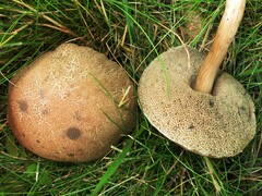 Porphyrellus sordidus