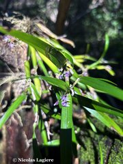 Scaphyglottis stellata