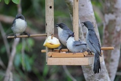 Microspingus cinereus