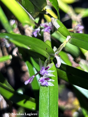Scaphyglottis stellata