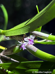 Scaphyglottis stellata