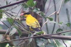 Oriolus chinensis