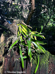 Scaphyglottis stellata