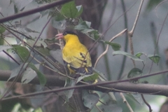 Oriolus chinensis
