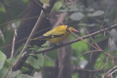 Oriolus chinensis