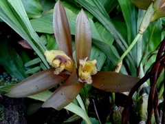 Lycaste lasioglossa
