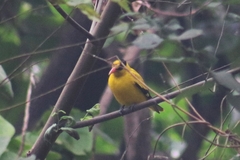 Oriolus chinensis