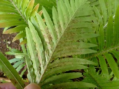 Blechnum gibbum