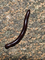 Leptogoniulus sorornus