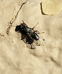 Tephritoidea