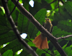 Anabacerthia ruficaudata