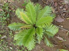 Blechnum gibbum