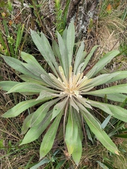 Espeletia