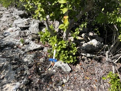 Coccoloba diversifolia