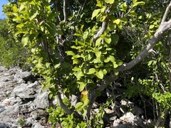 Coccoloba diversifolia