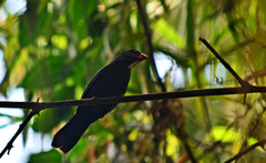 Saltator grossus