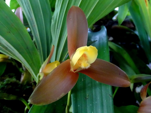 Lycaste lasioglossa, photograph 2