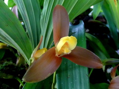 Lycaste lasioglossa