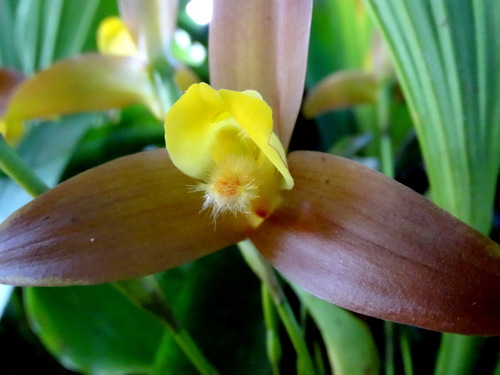 Lycaste lasioglossa, photograph 1
