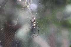 Nephila pilipes