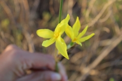 Bobartia
