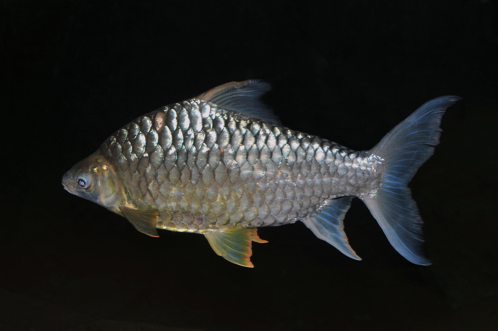 Yellow Eyed Silver Barb