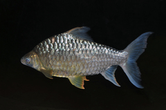 Yellow Eyed Silver Barb photo 1