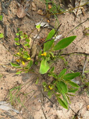 Dilleniaceae