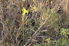 Bobartia