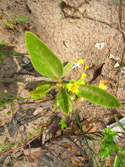 Dilleniaceae