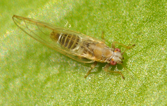 Psyllidae