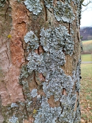 Parmelina