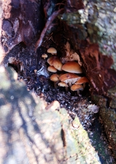 Flammulina