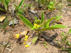 Dilleniaceae