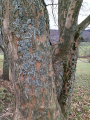 Parmelina