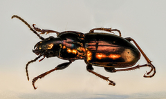 Pterostichus burmeisteri