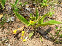 Dilleniaceae