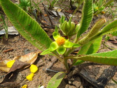 Dilleniaceae