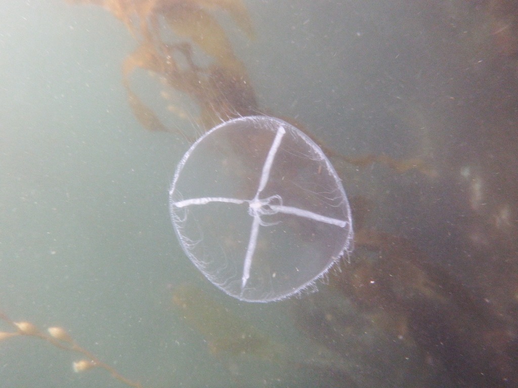 Mitrocomidae