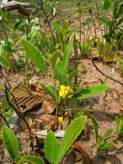 Dilleniaceae