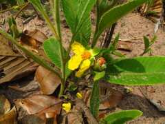 Dilleniaceae