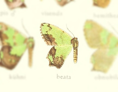 Agathia beata