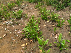 Dilleniaceae