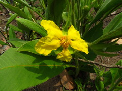 Dilleniaceae