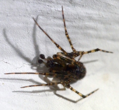 Tegenaria ferruginea