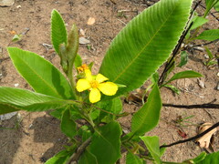 Dilleniaceae