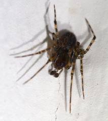 Tegenaria ferruginea